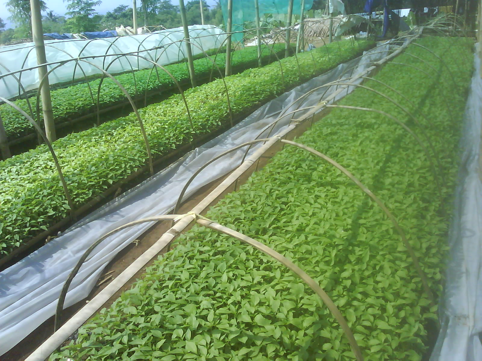 Pembibitan Cabe - Ciapus