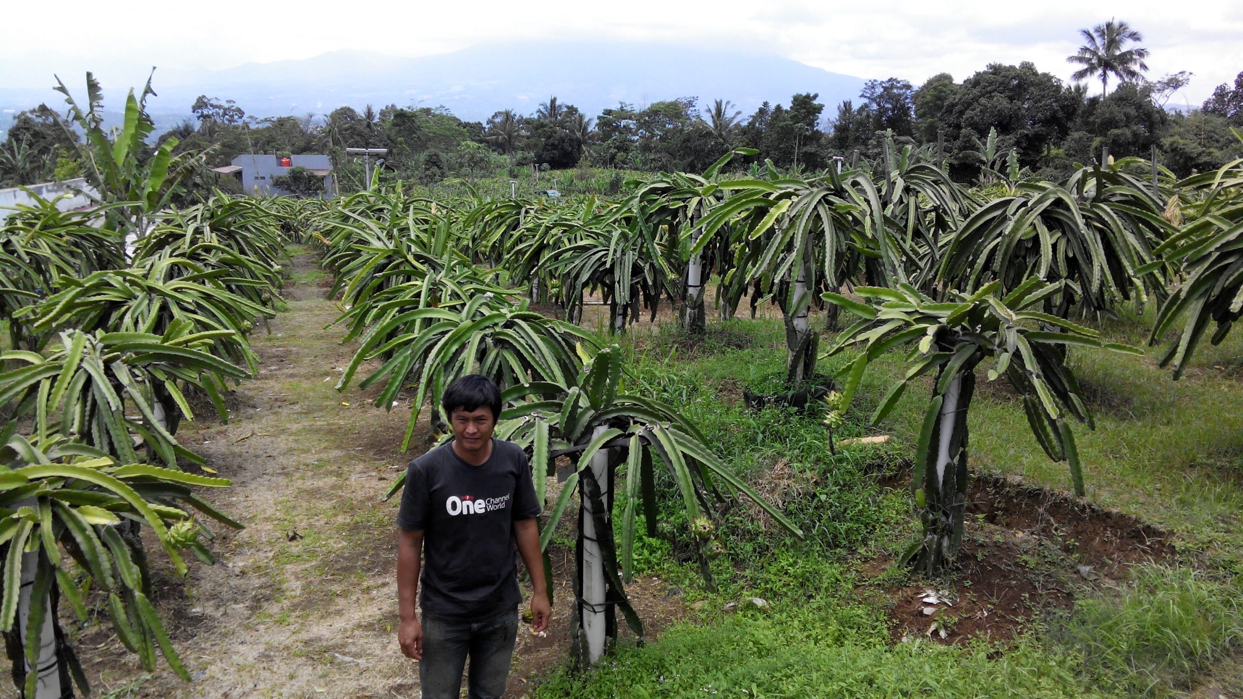 Buah Naga